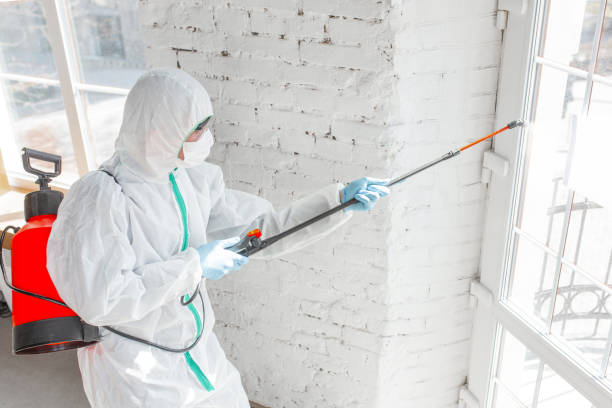 Best Black Mold Removal  in Patchogue, NY