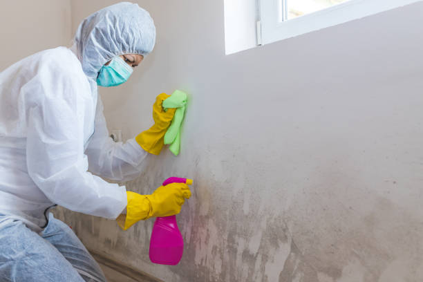 Best Emergency Mold Remediation  in Patchogue, NY